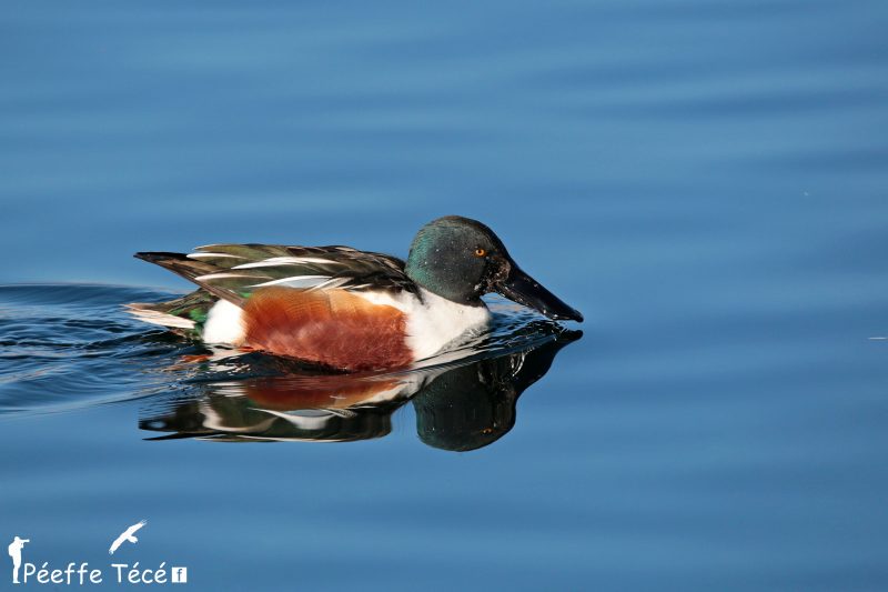 Canard souchet à Genève